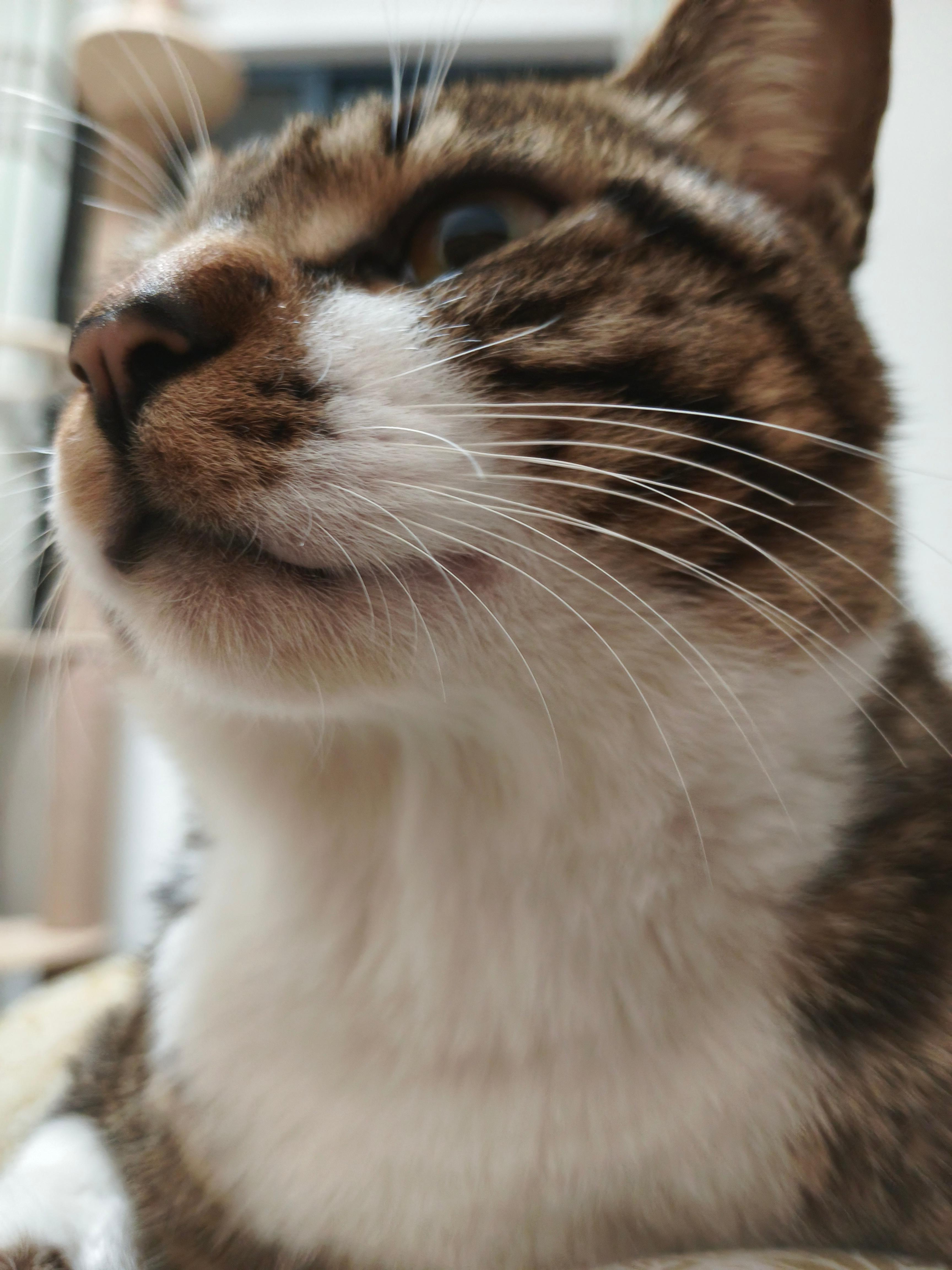 诗人头像