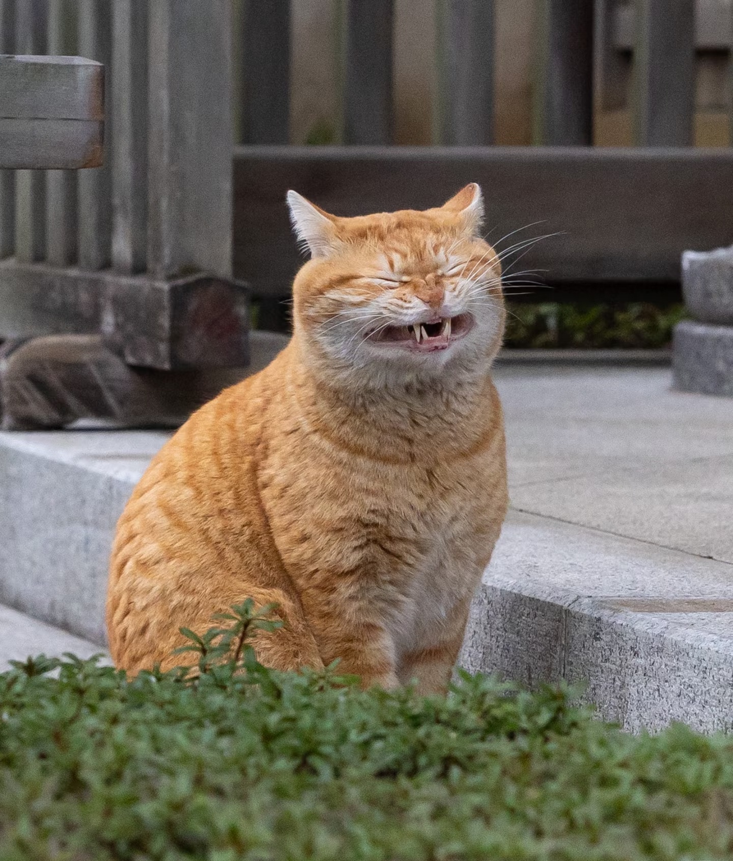 诗人头像
