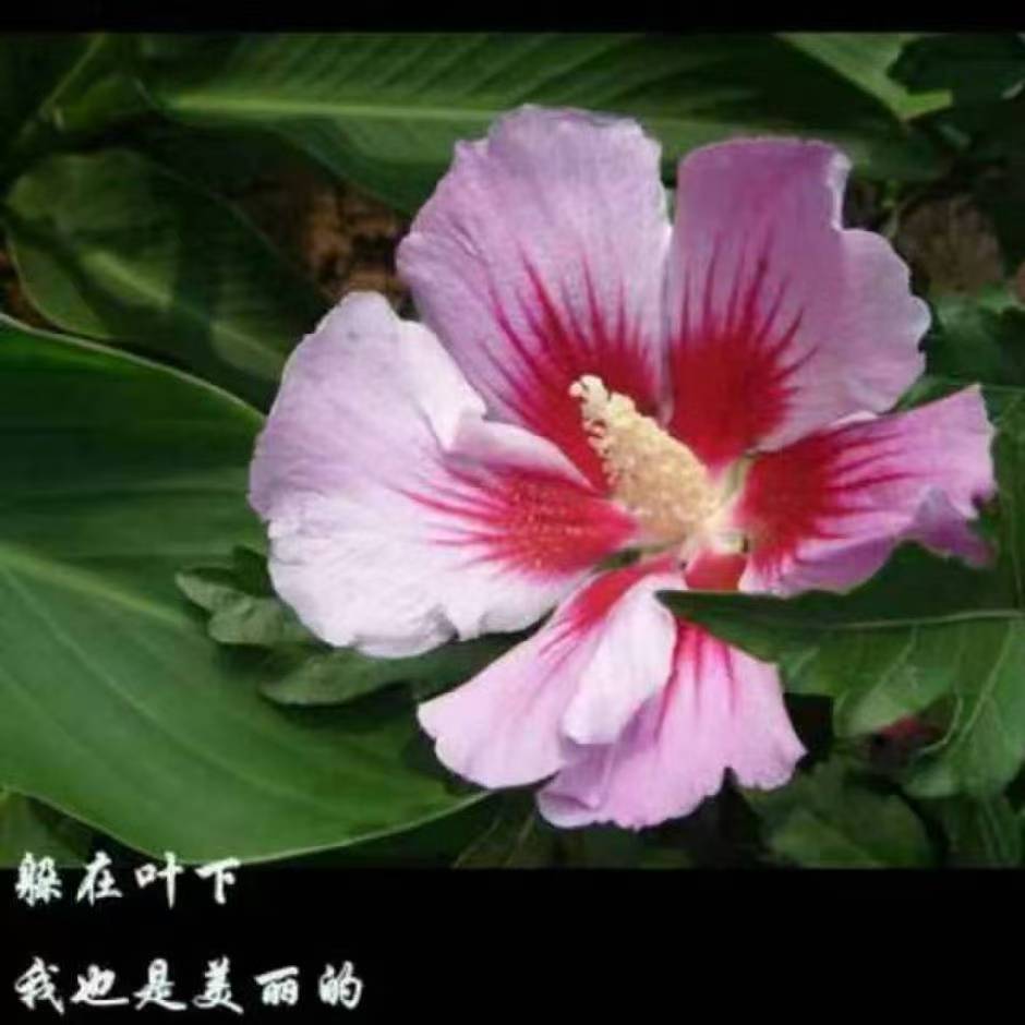 诗人头像