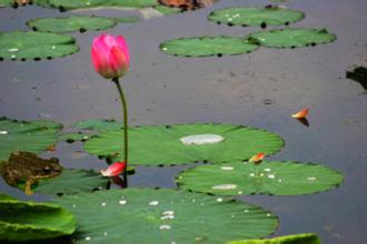 u=3887433241,2372211885&fm=21&gp=0