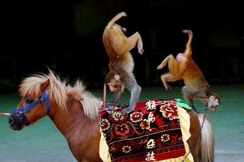 心猿意马：为什么让美猴王当“弼马温”