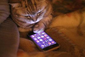 碎片化阅读会导致“低智商社会”吗?