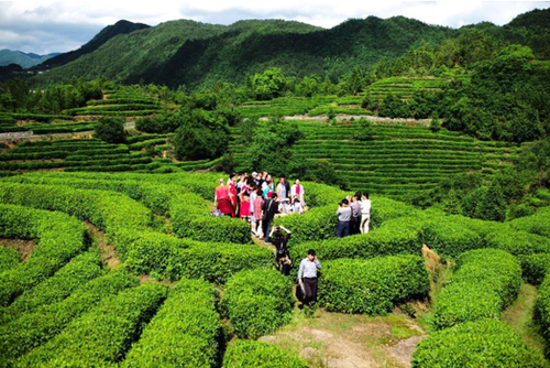 诗人们在金果茶园