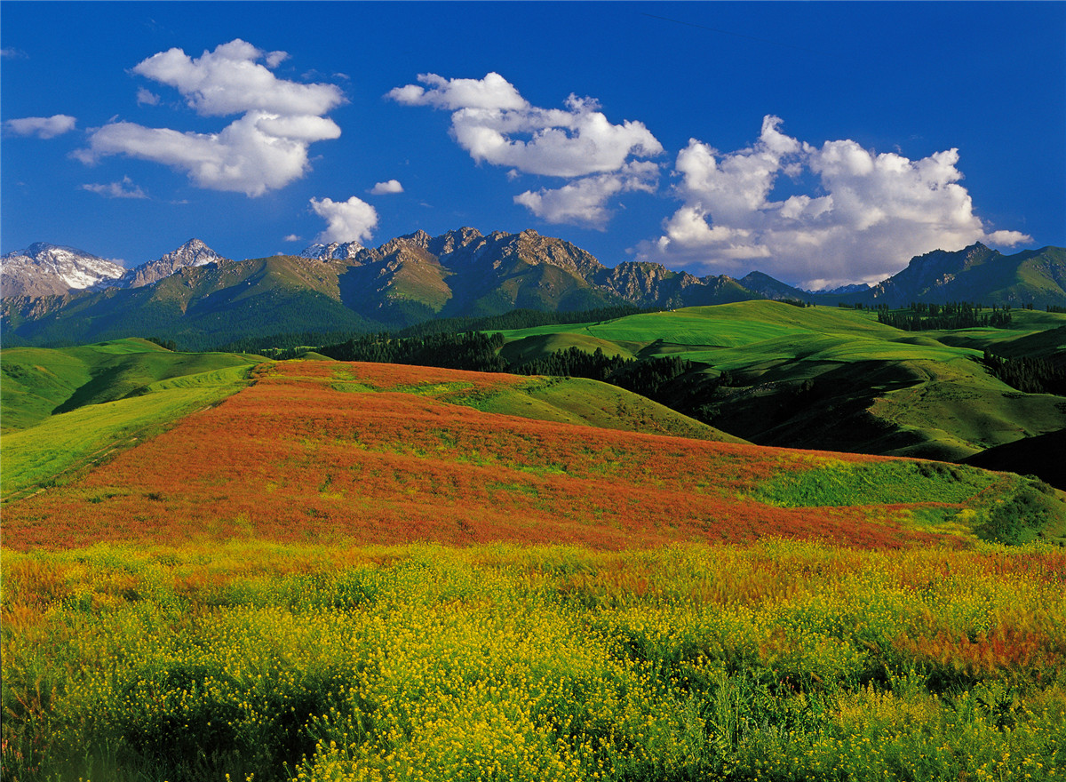 高山牧场、牛羊成群；山峦起伏，麦浪翻涌。这里有古城风貌，有草原风情，更有吃不完的美食。赏奇台美景之余，敬请参加奇台县“迎中秋、庆十一”诗歌征稿活动！获奖诗人可赴新疆奇台参加“迎中秋、庆十一”诗歌朗诵会，亲自观赏美景、品尝美食，往返交通及食宿费用由主办方承担！<a href="http://www.zgshige.cn/c/2016-08-10/1622271.shtml" target="_blank">点击此处查看投稿方式</a>