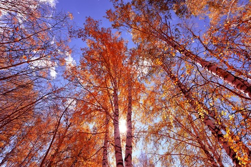 秋色  普佳勇摄