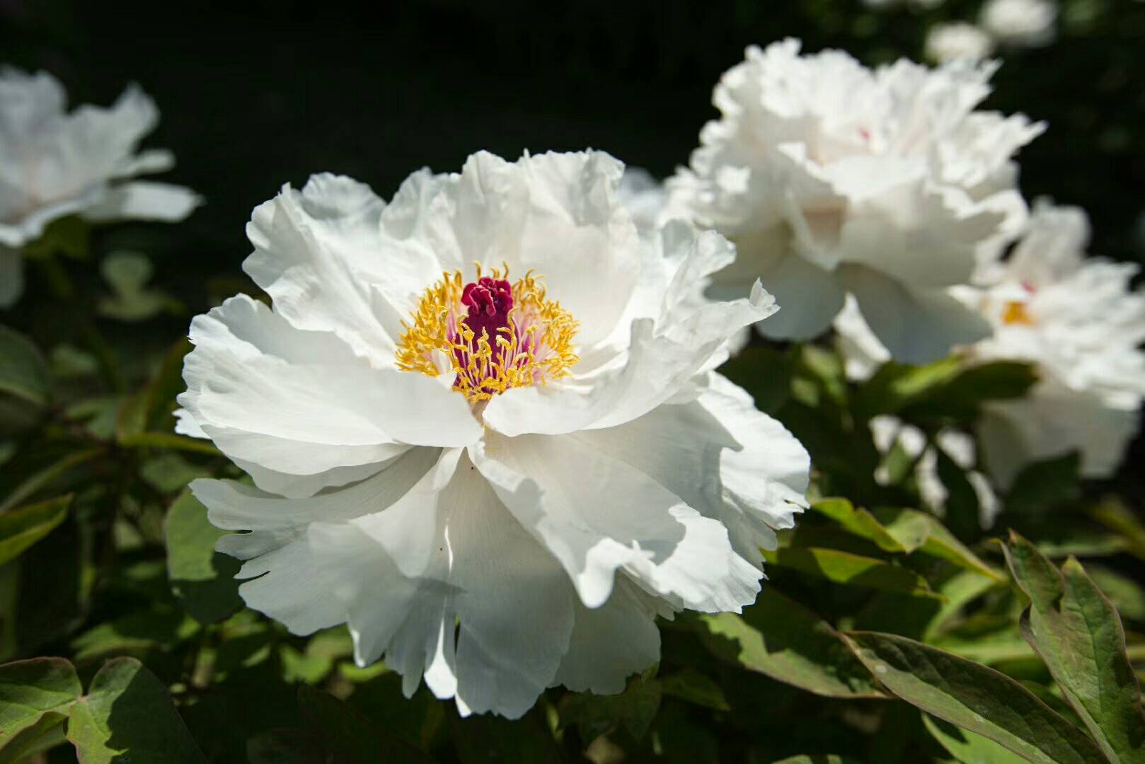 mmexport1558014726504