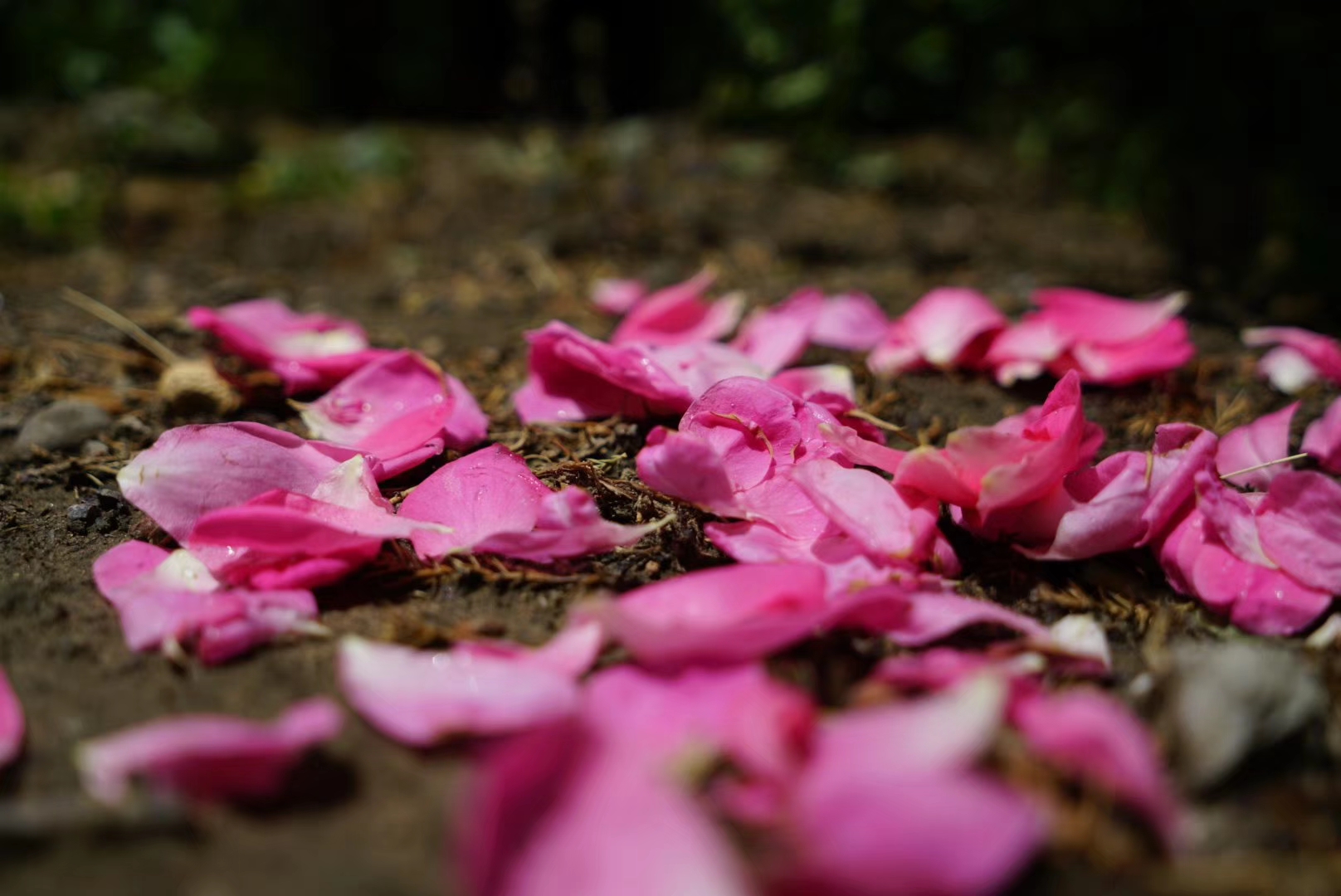 mmexport1558238502775