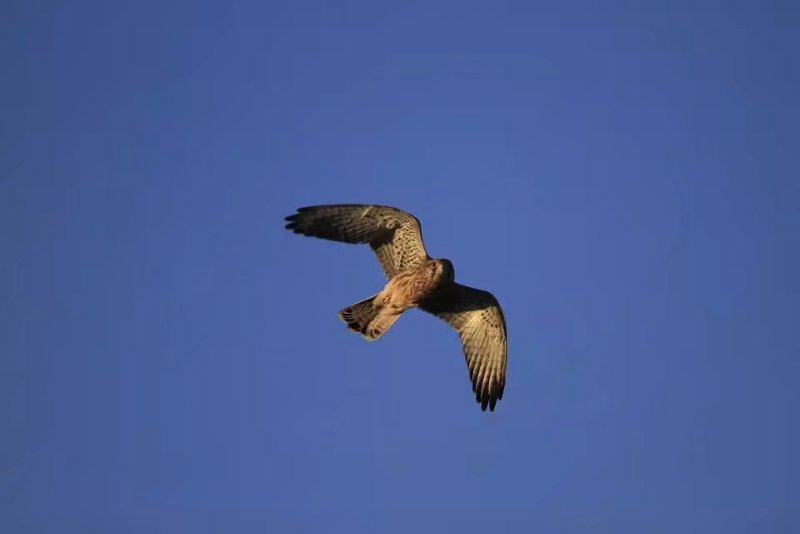 mmexport1559295785408