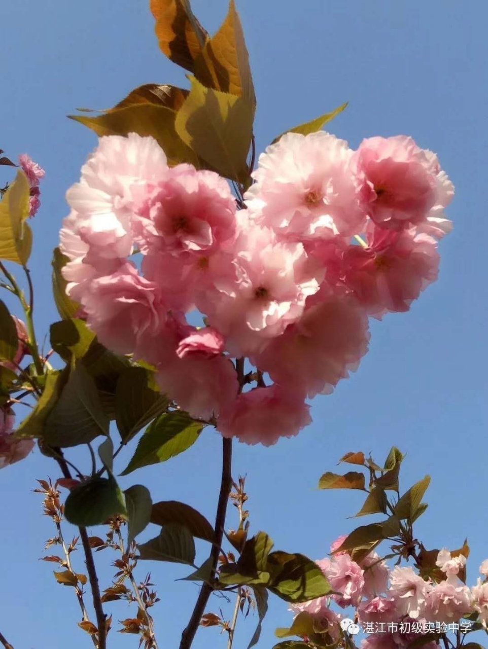 mmexport1578388171105