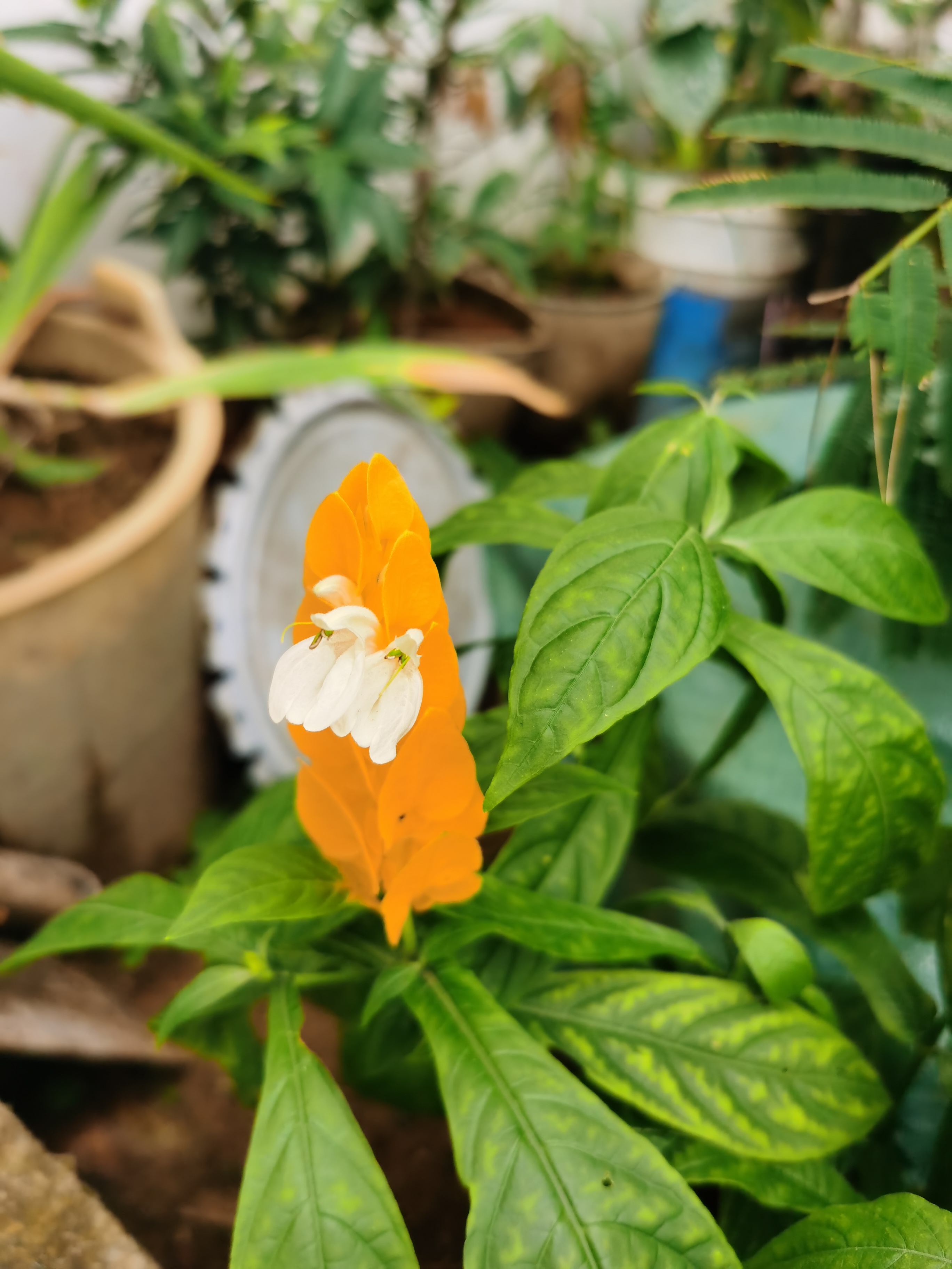 IMG_20200622_121534_1