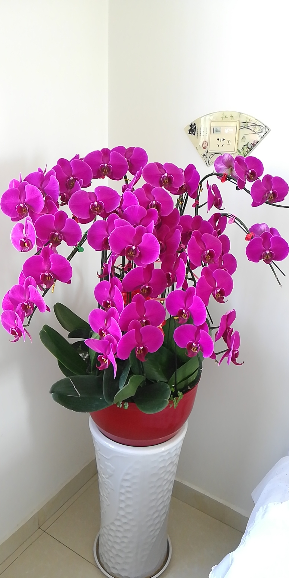 wx_camera_1618372722197蝴蝶兰