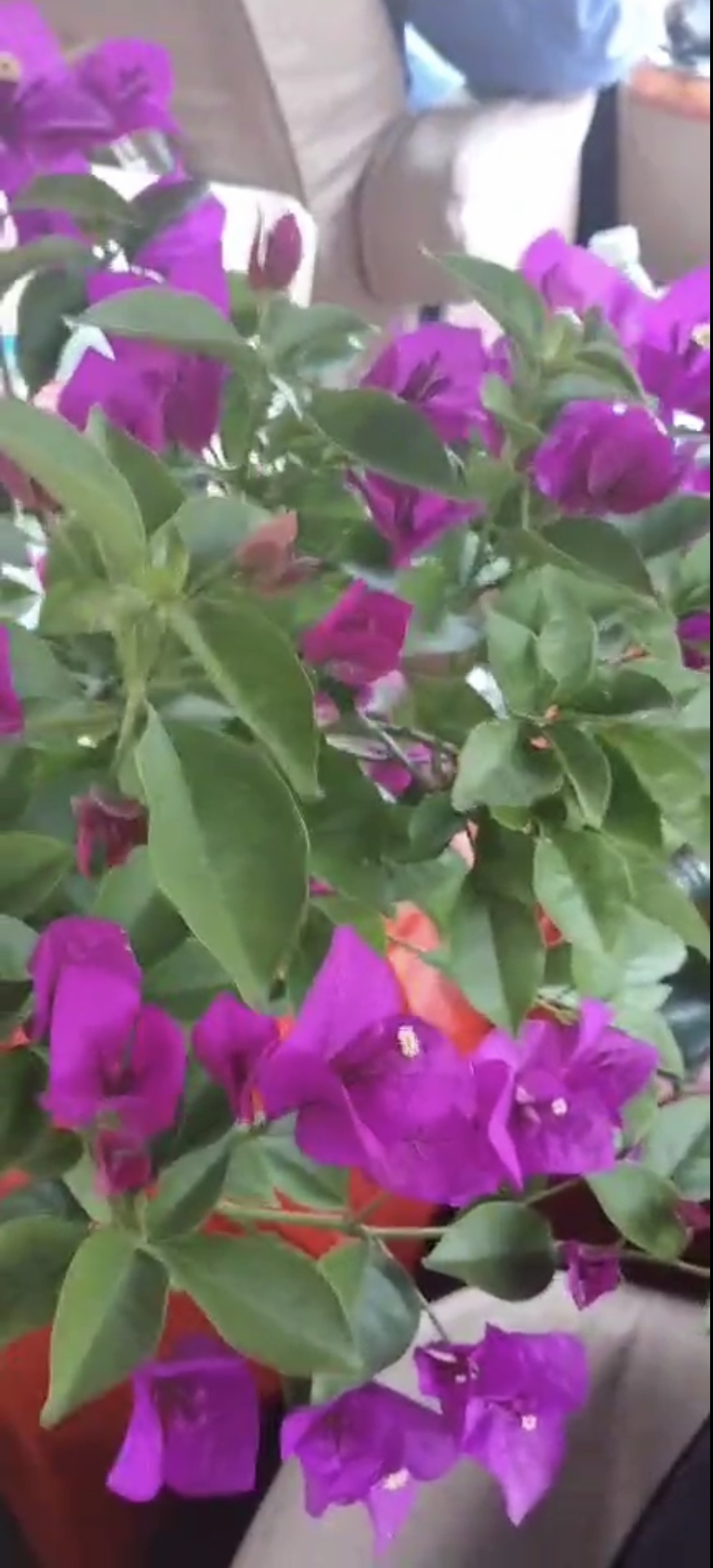 707D29ED-9067-4903-AAB8-BFAF31B5A81A