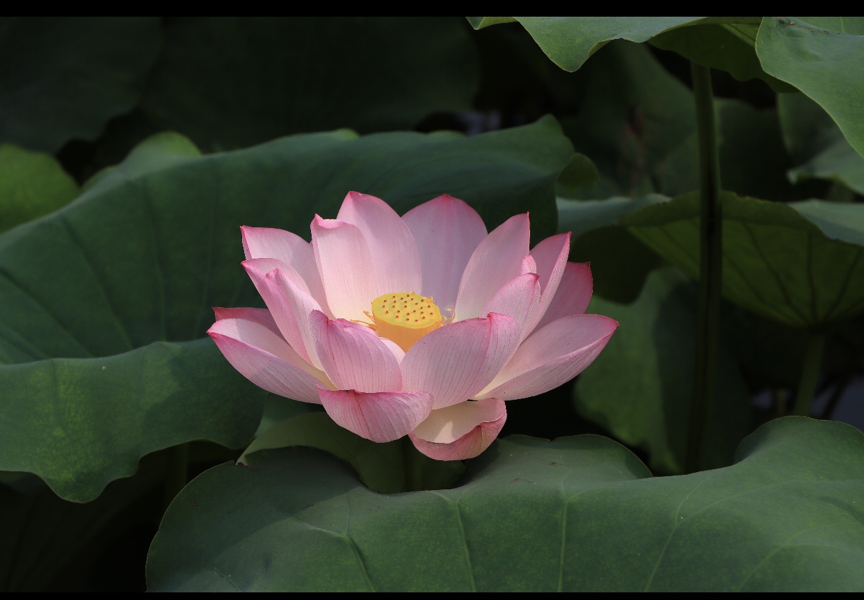 95204E53-6503-4B38-9079-2FFF76A85357