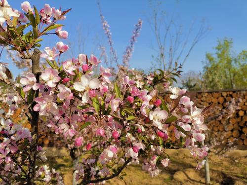 鲜花港IMG_20210417_162236