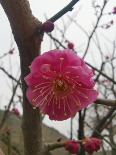 鲜花港IMG_20210314_142223