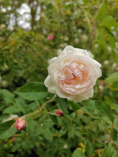 微信图片_20220512145834