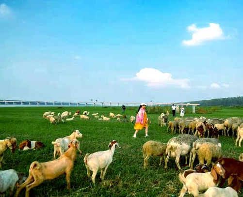 灵动草原 灵动草原