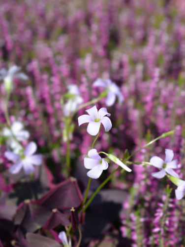 微信图片_20230724102542