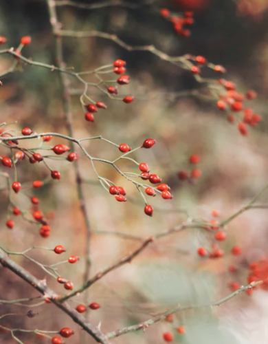 微信图片_20240812123350