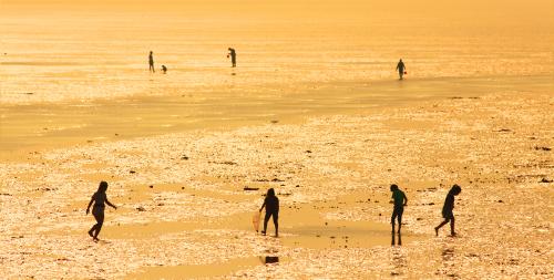 拾贝(无棣县2019.5)