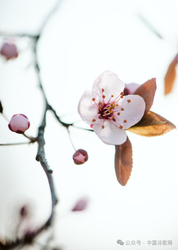 微信图片_20250331155622