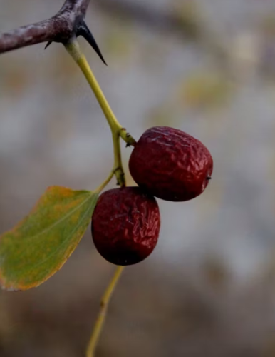 77c2048412f5791112f123f55d9773cc