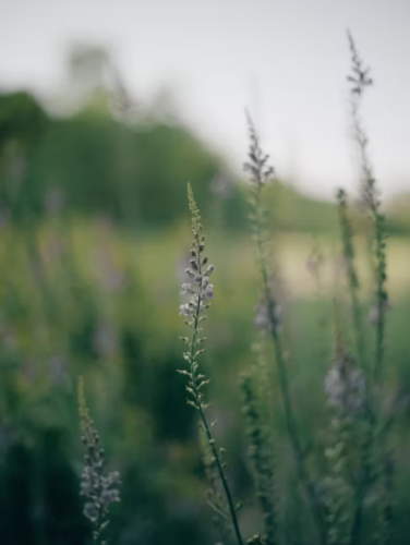 微信图片_20250714151312