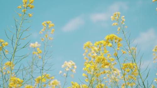 千库网_唯美小清新蓝天白云春天油菜花风景_摄影图编号204139