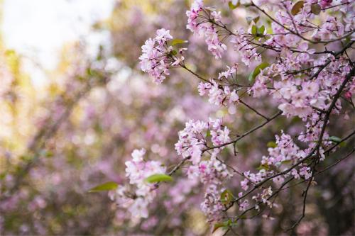 千库网_春天桃花繁花盛开自然风景摄影图_摄影图编号18993