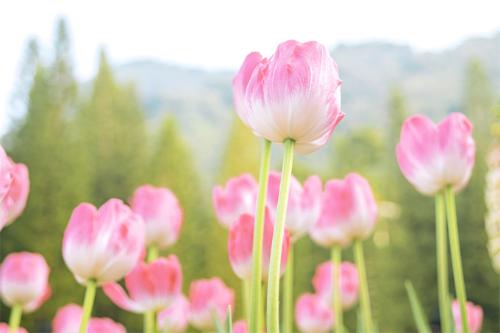 千库网_春天绽放的郁金香_摄影图编号21318331