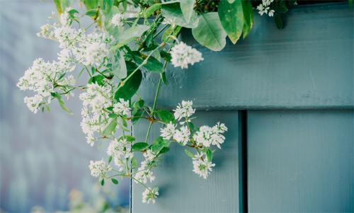 千库网_春天植物花草花朵绿植摄影图配图_摄影图编号162652