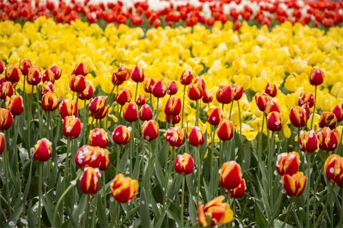 千库网_春天盛开花儿摄影图_摄影图编号45183