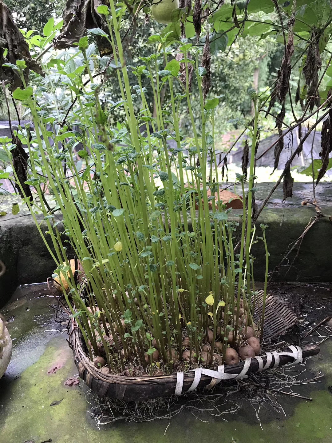 mmexport1589545617137